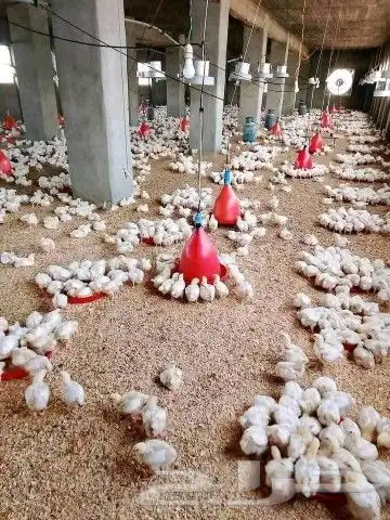 انا مشرف مزارع دجاج ابيض تسمين المملكه العربيه السعوديه 1