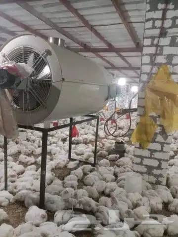 انا مشرف مزارع دجاج ابيض تسمين المملكه العربيه السعوديه 6