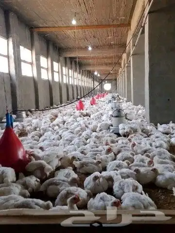 انا مشرف مزارع دجاج ابيض تسمين المملكه العربيه السعوديه 2