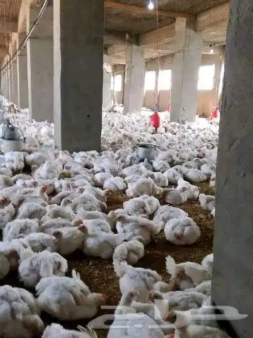 انا مشرف مزارع دجاج ابيض تسمين المملكه العربيه السعوديه 7