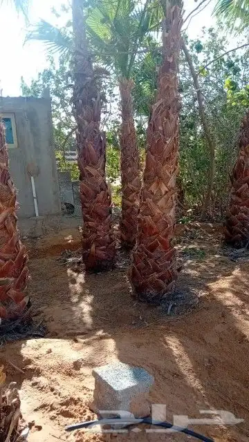 يوجد لا دينا جميع انواع النخيل واشنطني عربي الي له رغبه 2