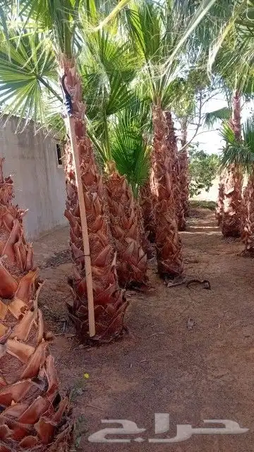 يوجد لا دينا جميع انواع النخيل واشنطني عربي الي له رغبه 1