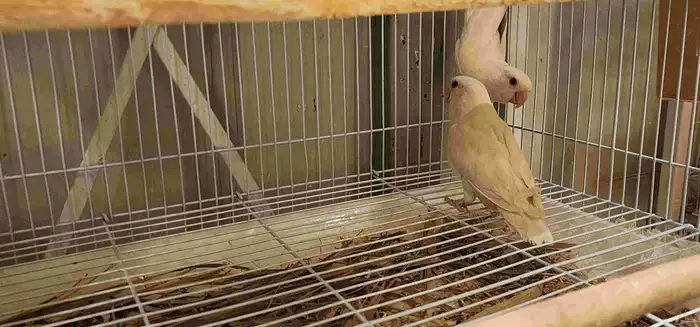 أجواز ألبينو للبيع 5