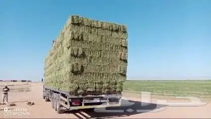 حراج اعلاف برسيم وتبن وذره ورودس 4