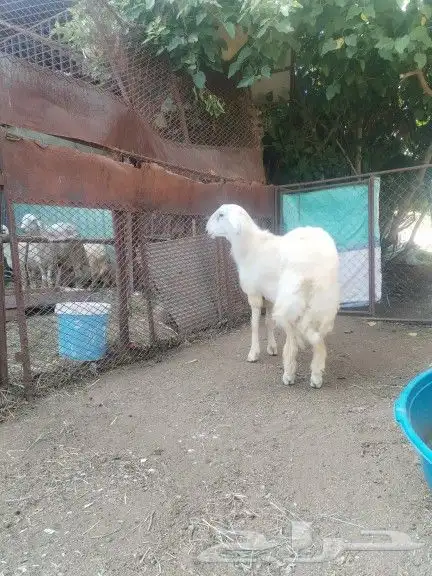 تم البيع طلي دعدي جذع فحل 2