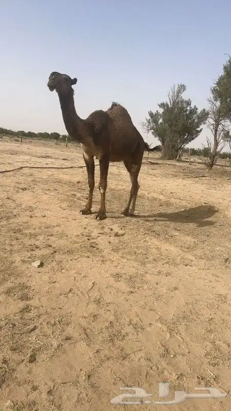 قعود باتلي طيب وابوه طيب وامه طيبه وسعره مناسب وسلامتكم 0