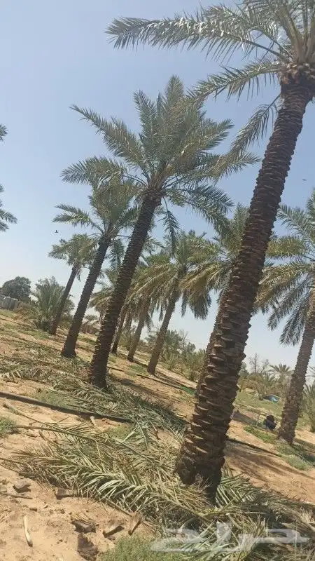 نخل مثمر للبيع 1