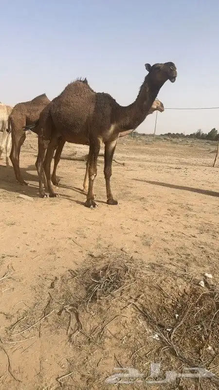 قعود باتلي طيب وابوه طيب وامه طيبه وسعره مناسب وسلامتكم 2