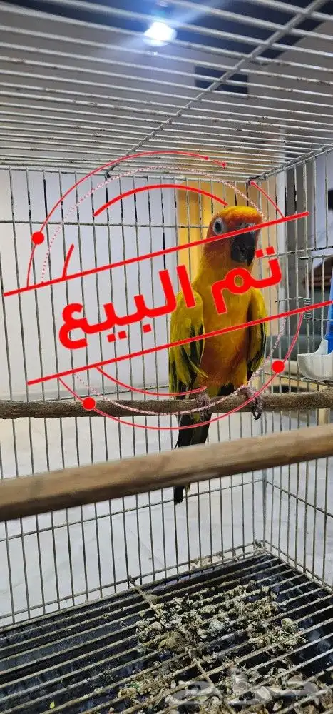ذكر صن كنيور 0