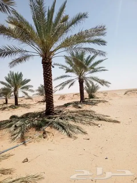 نخل اخلاص جميع المقاسات متوفره 5