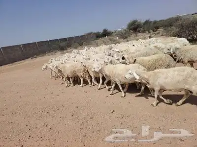 غنم طيبه لتفوت القناي دفيع كلها العدد 90 بفحولها 2 0