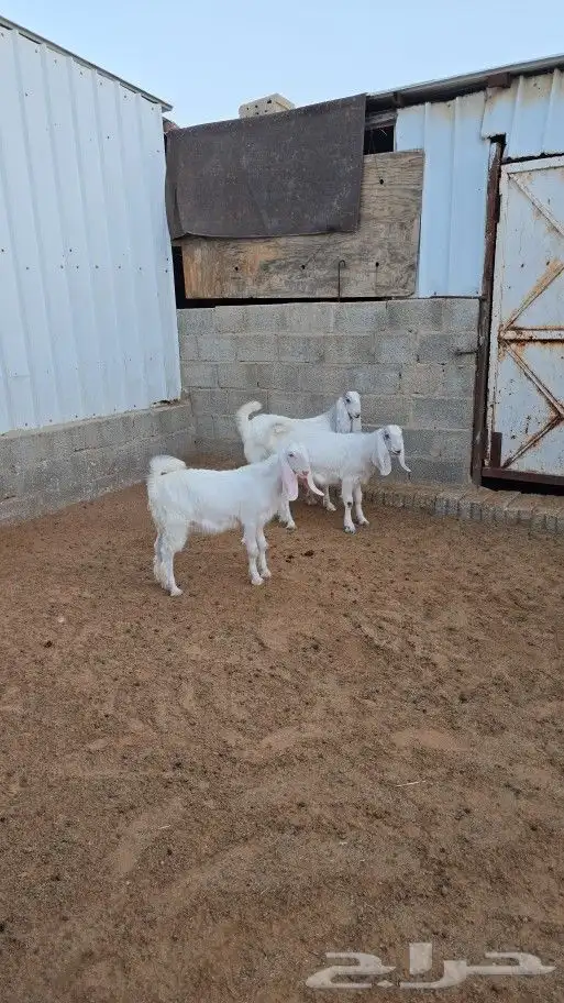 جفار بيضا مشاريك 0