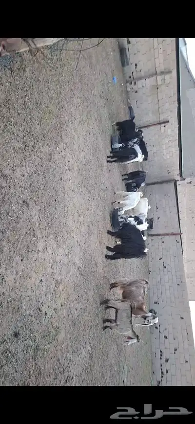 معزا للبيع 3