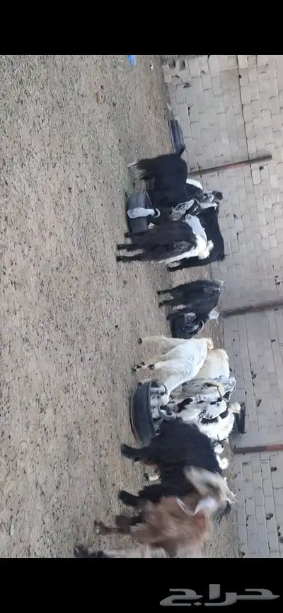 معزا للبيع 4