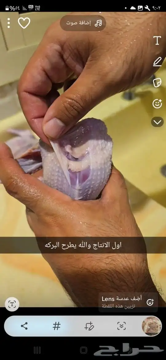 فروخ حمام فرنسي 1