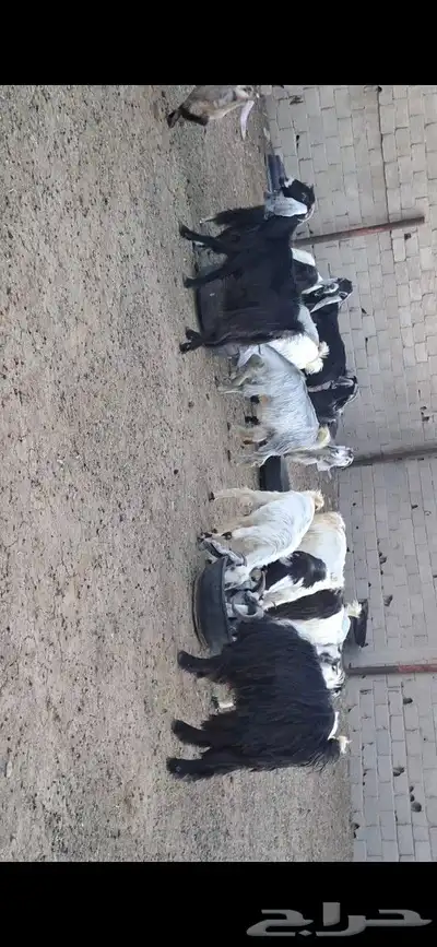 معزا للبيع 2