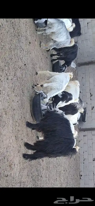 معزا للبيع 1