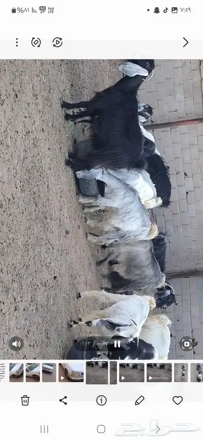 معزا للبيع 0