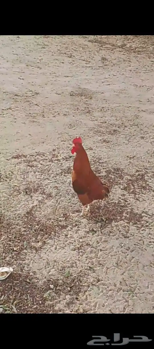 ديك عربي احمر 0