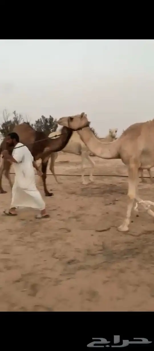 بكره حره مفروده تدخل حقه مقود هديه 0