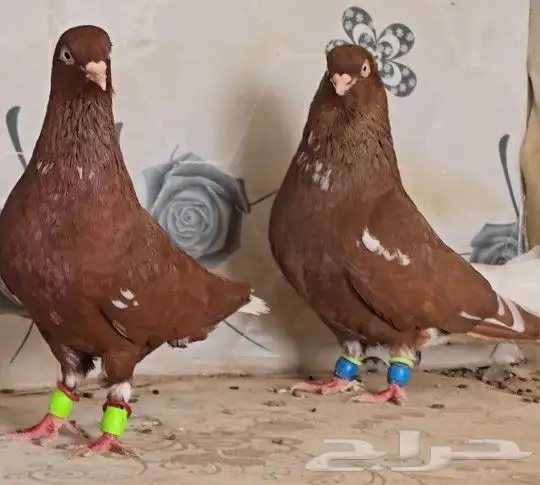 جوز نوري احمر تم البيع 5