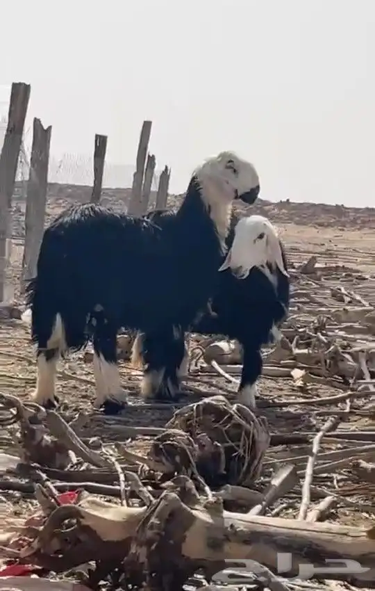 اضاحي رخل و خروف _نجدي_نجد_ذبائح العمر(8) شهور سمان شرط ( 2