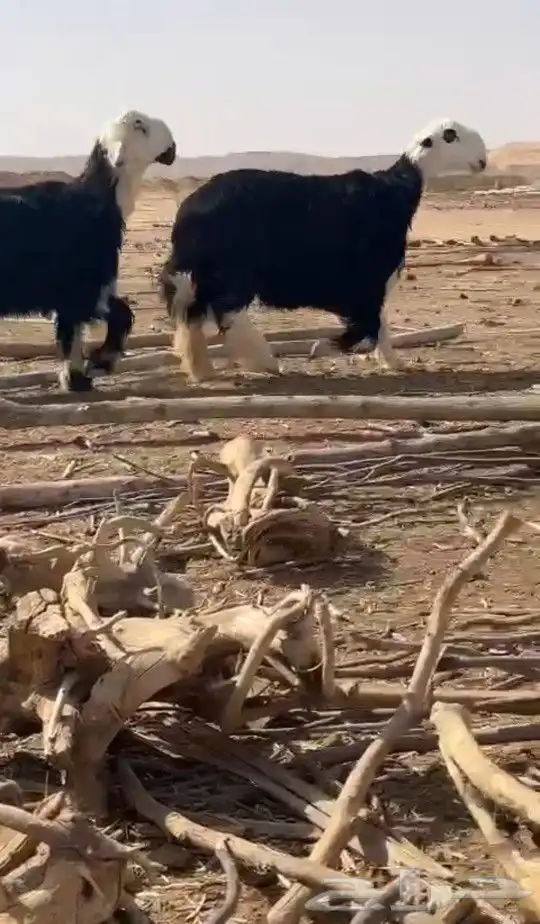 اضاحي رخل و خروف _نجدي_نجد_ذبائح العمر(8) شهور سمان شرط ( 0