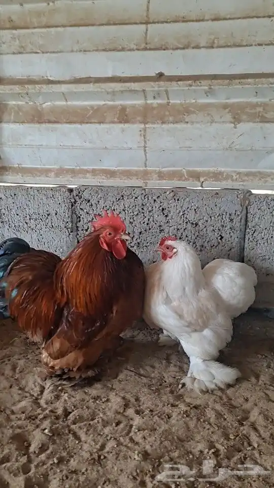للبيع جوز كوشن 2