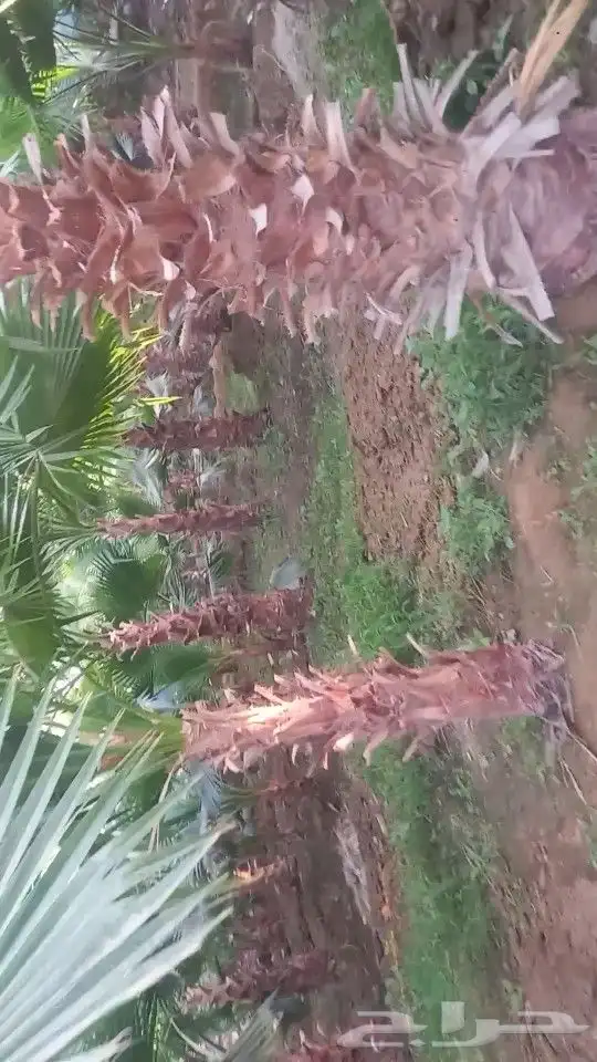 يوجد لا دينا جميع انواع النخيل واشنطني عربي الي له رغبه 5