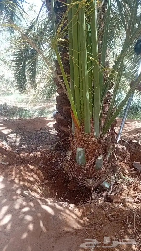 نخل للبيع فسايل 3