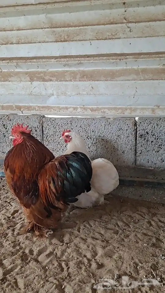 للبيع جوز كوشن 1