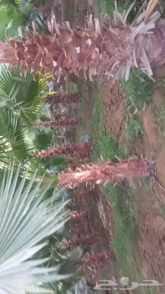 يوجد لا دينا جميع انواع النخيل واشنطني عربي الي له رغبه 6