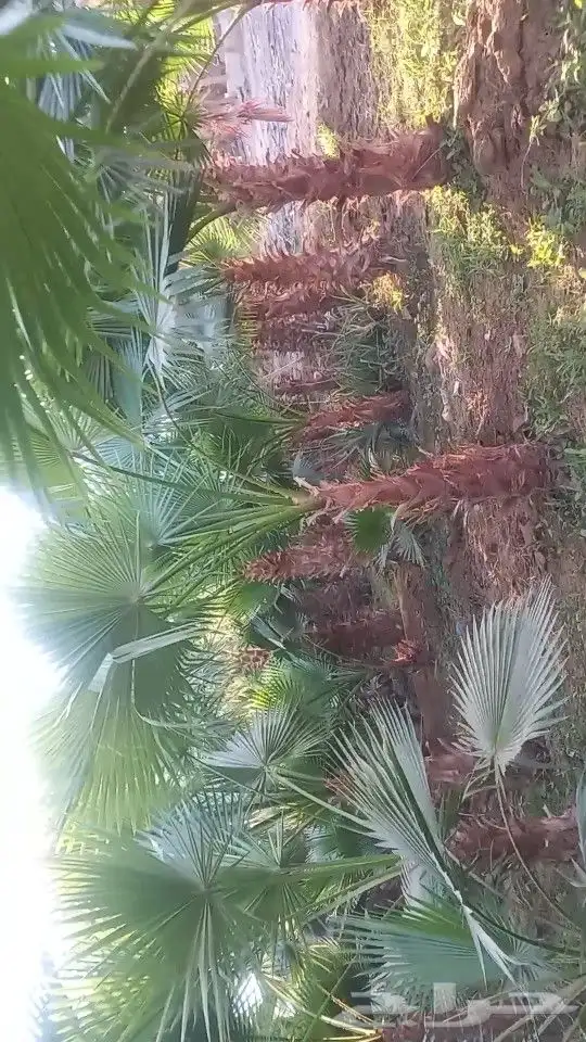 يوجد لا دينا جميع انواع النخيل واشنطني عربي الي له رغبه 4