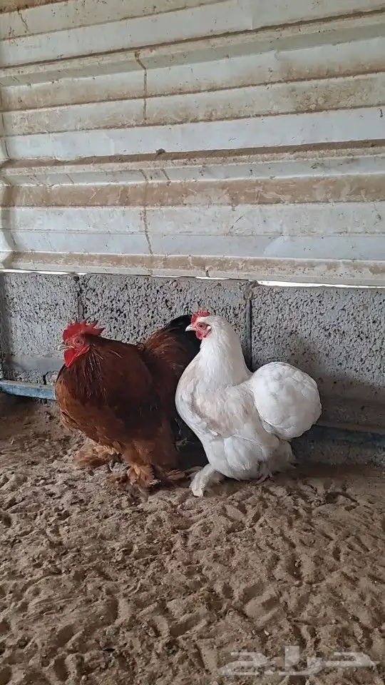 للبيع جوز كوشن 3