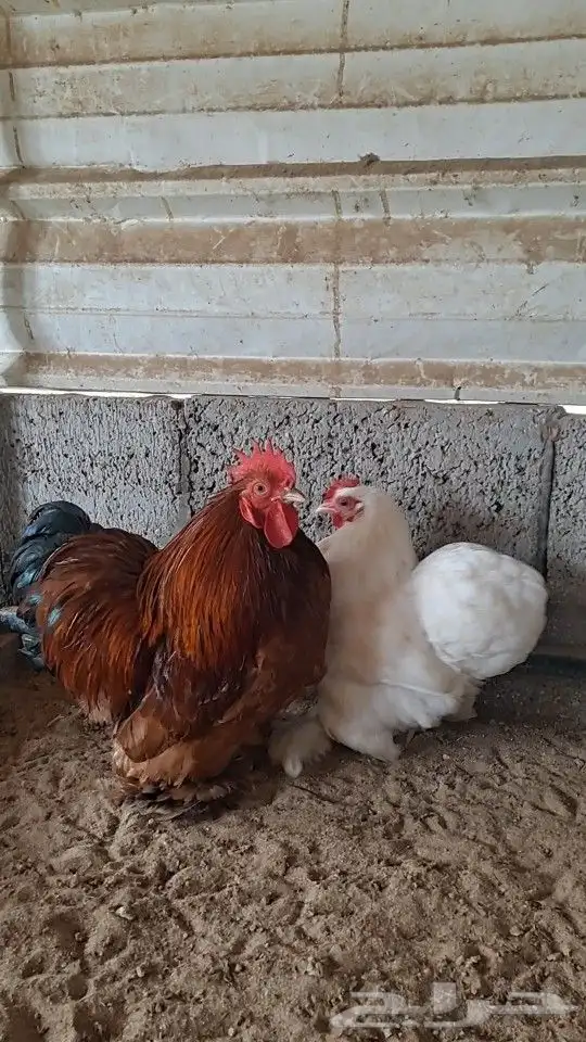 للبيع جوز كوشن 0