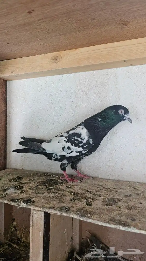 جوز باكستاني رامبوري (تم البيع) 3