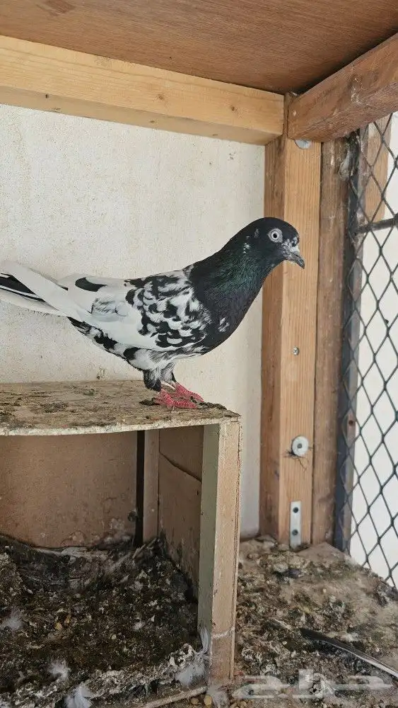 جوز باكستاني رامبوري (تم البيع) 0