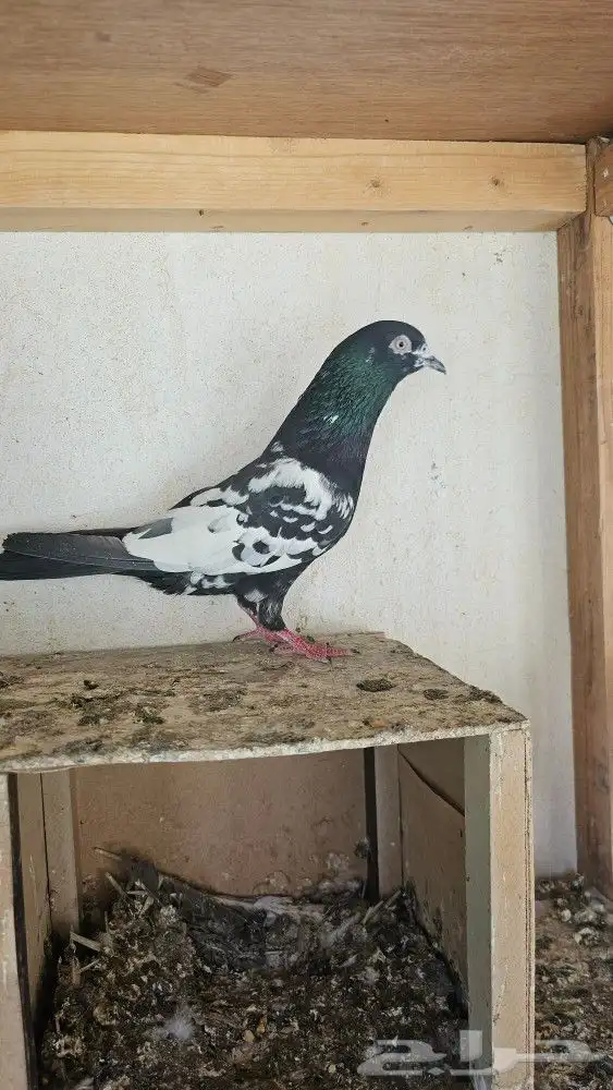 جوز باكستاني رامبوري (تم البيع) 2