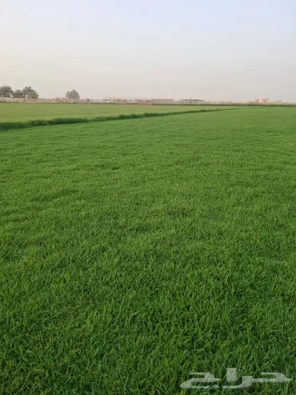 ثيل سئ 2000صافي وطبيعي الموقع الخرج 1