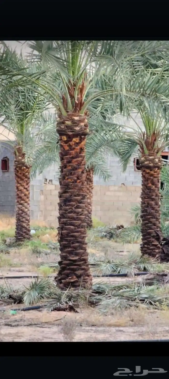 نخل واشنطني وعربي 4