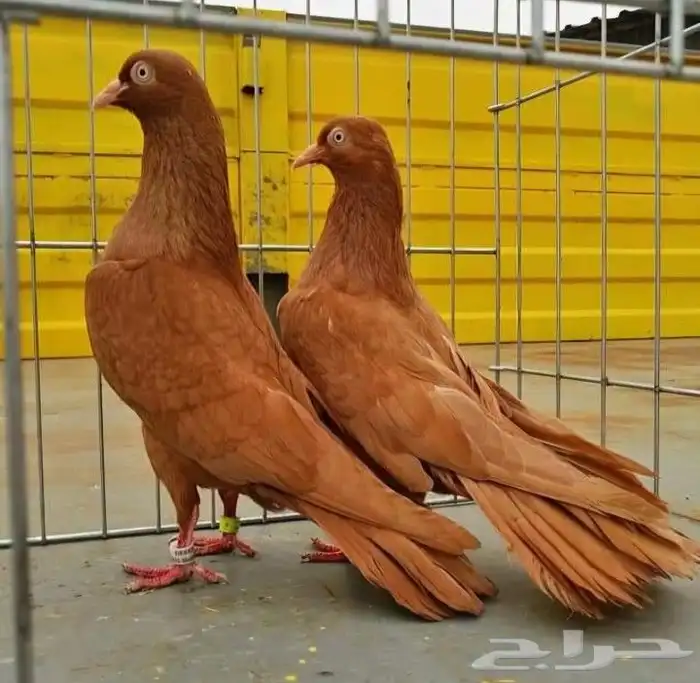 مطلوووب جوز نفس اللي ف الصورة تم إضافة صور .. 4