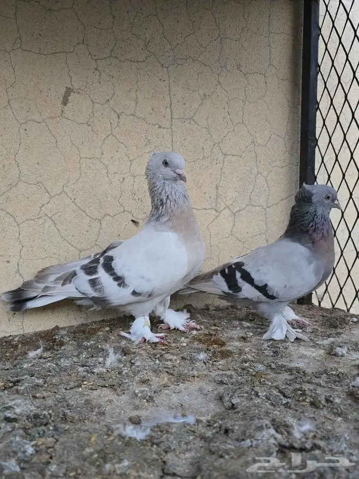 حمام مطير تركي اجوز 9