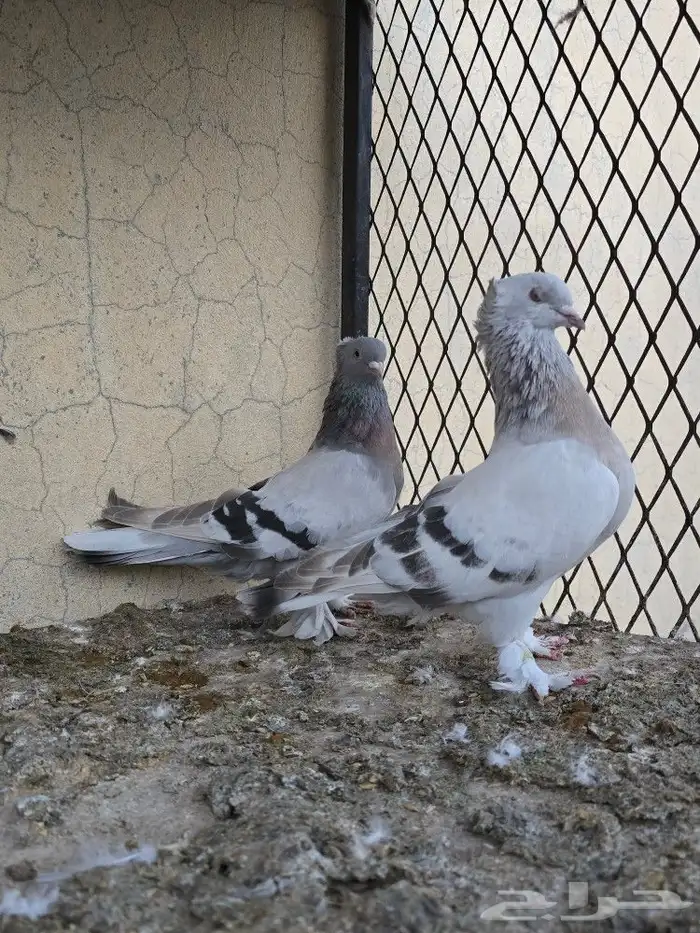 حمام مطير تركي اجوز 7