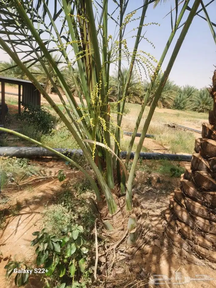 جميع انواع النخيل متوفره 3
