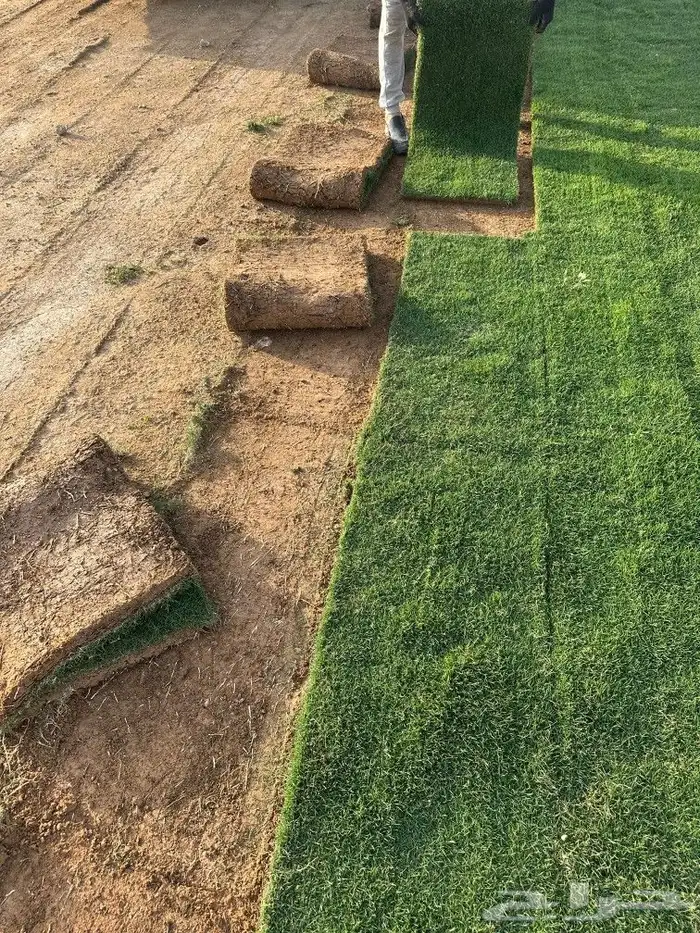 ثيل نجيل فرنسي انتورو درج اولي 1