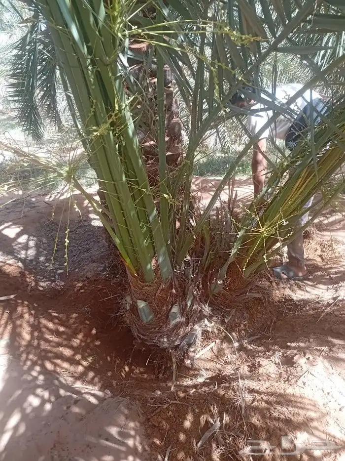 نخل للبيع فسايل 2
