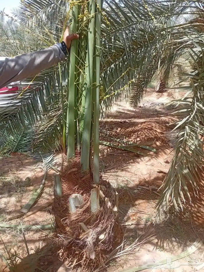 نخل للبيع فسايل 4