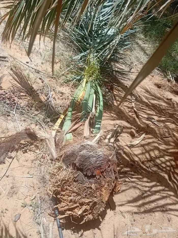 نخل للبيع فسايل 5