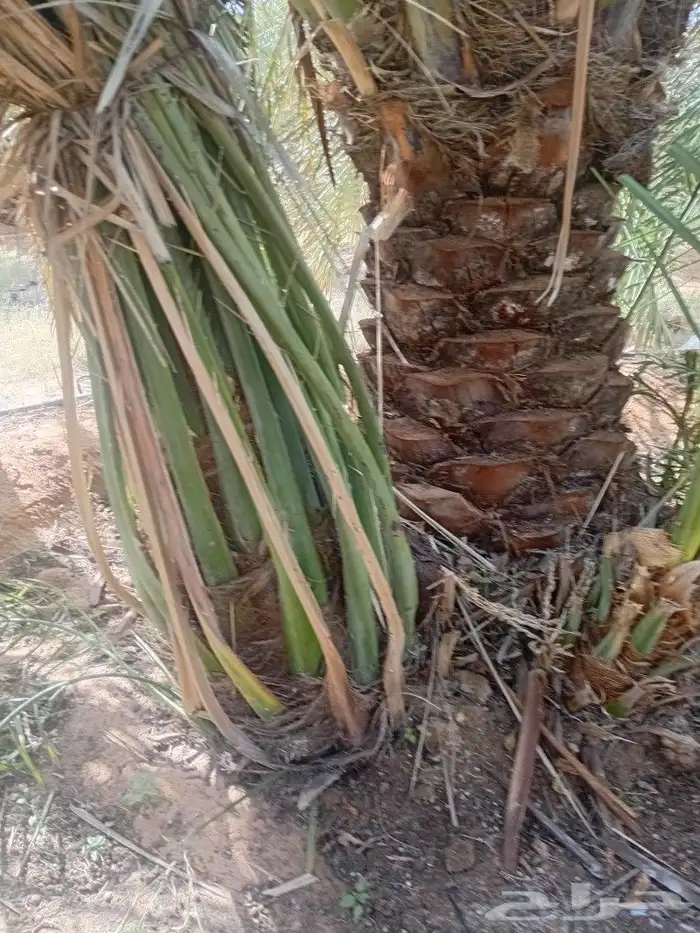 نخل للبيع فسايل 9