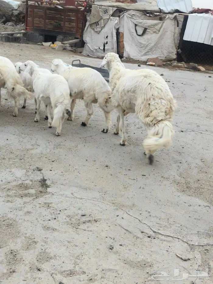 خروف مشروع فحل كفو جنب وطول وطرف 5